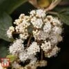 Viburnum Rhytidophyllum -Garden Plants VIBU TKA3692 A1