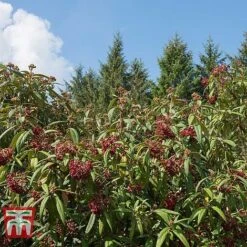 Viburnum Rhytidophyllum -Garden Plants VIBU TKA3692 C
