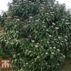 Viburnum Rhytidophyllum -Garden Plants VIBU TKA3692 D