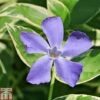 Vinca Minor 'Ralph Shugert' 1 Vinca Minor 'Ralph Shugert' -Garden Plants VINC T79115 A h