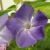 Vinca Major 'Maculata' -Garden Plants VINC TKA0989 A
