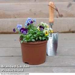 Viola 'Autumn Jewels Mixed' (Garden Ready) 7 Viola 'Autumn Jewels Mixed' (Garden Ready) -Garden Plants VIOL T62669 F