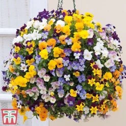Viola 'Teardrops' Pre-Planted Hanging Basket