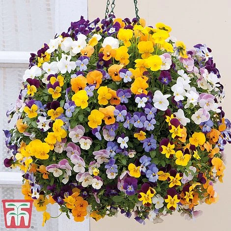 Viola 'Teardrops' Pre-Planted Hanging Basket 3 Viola 'Teardrops' Pre-Planted Hanging Basket