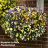Viola 'Ice Babies' Pre-Planted Hanging Basket -Garden Plants VIOL ICEBABIES