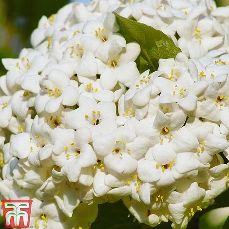 Viburnum X Carlcephalum 4 Viburnum X Carlcephalum - Image 2