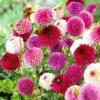 Dahlia 'Pink/Purple Pompon Mix' -Garden Plants VISI51794