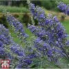 Vitex Agnus-castus 'Delta Blues' 2 Vitex Agnus-castus 'Delta Blues' -Garden Plants VITE T81832 A