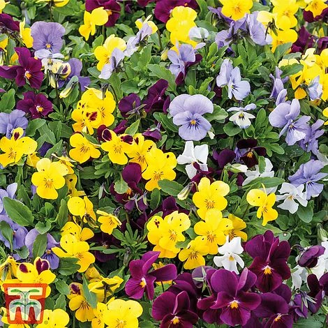 Viola 'Autumn Jewels Mixed' (Garden Ready) 4 Viola 'Autumn Jewels Mixed' (Garden Ready) - Image 2
