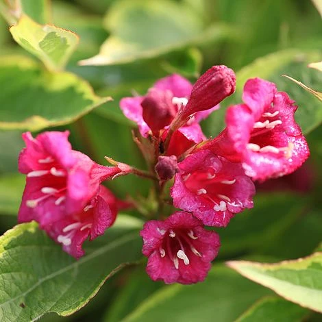 Weigela Florida 'Moulin Rouge' 2 Weigela Florida 'Moulin Rouge'