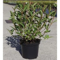 Weigela 'Nain Rouge' -Garden Plants WEIG T62093 A h