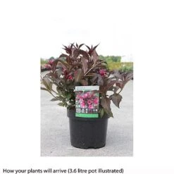 Weigela 'Naomi Campbell' -Garden Plants WEIG T66533 A h