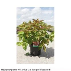 Weigela Florida 'Wings Of Fire' -Garden Plants WEIG T66535 B h