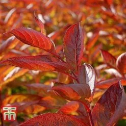 Weigela Florida 'Wings Of Fire' -Garden Plants WEIG T66535 C