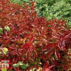 Weigela Florida 'Wings Of Fire' -Garden Plants WEIG T66535 D