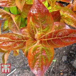 Weigela Florida 'Wings Of Fire' -Garden Plants WEIG T66535 F