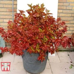 Weigela Florida 'Wings Of Fire' -Garden Plants WEIG T66535 G