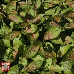 Weigela Florida 'Wings Of Fire' -Garden Plants WEIG T66535 H