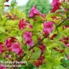 Weigela 'Princess Ayla' -Garden Plants WEIG PRINCESSA1
