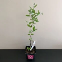 Whitebeam Tree (Sorbus Aria) Grown By Cotswold Trees -Garden Plants WHITEBEAM