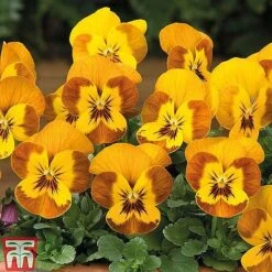 Winter Favourites Bedding Collection -Garden Plants WINT wkc2523 E