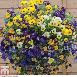 Winter Favourites Bedding Collection -Garden Plants WINT wkc2523 G