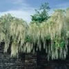 Wisteria Floribunda 'Alba' -Garden Plants WIST T67306 A h