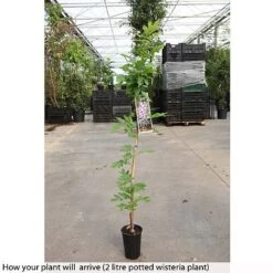 Wisteria Floribunda 'Domino' -Garden Plants WIST T74404 A h