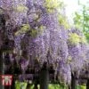 Wisteria Floribunda 'Domino' -Garden Plants WIST T74404 B