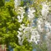 Wisteria Sinensis F. Alba -Garden Plants WIST T82391 A
