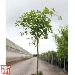 Wisteria Sinensis 'Amethyst' -Garden Plants WIST TKA3732 A