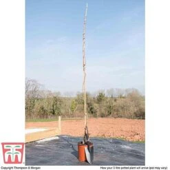 Wisteria Sinensis 'Amethyst' -Garden Plants WIST TKA3732 C