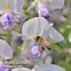 Wisteria Floribunda 'Geisha' -Garden Plants WISTERIA GEISHA KC5941 A