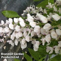 Wisteria Sinensis 'Rosea' -Garden Plants WIST ROSEA S13548