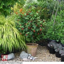 Abutilon Megapotamicum 'Red Trumpet' (Patio Standard) -Garden Plants WKB7029 ABUT 1