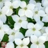 Cornus 'Milky Way' -Garden Plants WKB9229 CORN 1