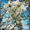 Wild Cherry Tree (Prunus Avium) Grown By Cotswold Trees -Garden Plants WildCherry