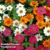Zinnia 'Profusion Mixed' -Garden Plants ZINN PROFUSION S51312