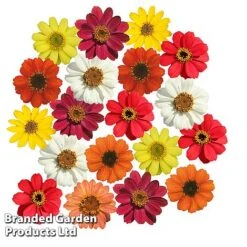 Zinnia 'Profusion Mixed' -Garden Plants ZINN PROFUSION S51314