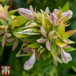 Abelia X Grandiflora 'Kaleidoscope' -Garden Plants abelia5