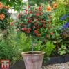 Abutilon Megapotamicum 'Red Trumpet' (Patio Standard) -Garden Plants abul