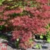 Acer Palmatum 'Inaba-shidare' -Garden Plants acer inu