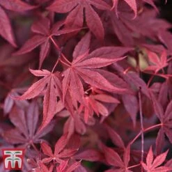 Acer Bold Duo -Garden Plants acer palm