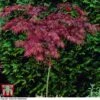 Acer Palmatum 'Garnet' -Garden Plants acer palm2
