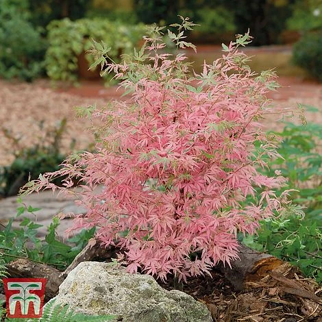 Acer Palmatum 'Taylor' 3 Acer Palmatum 'Taylor'