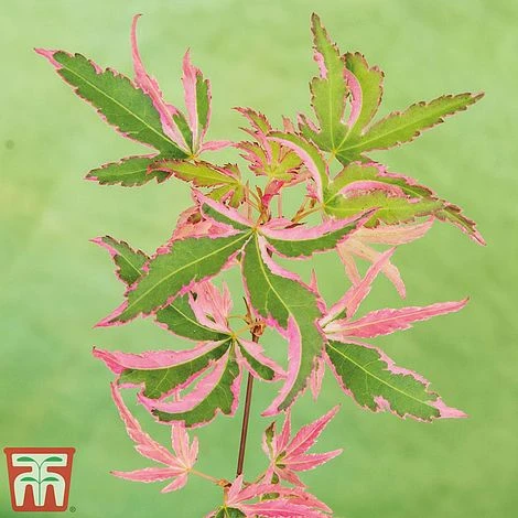 Acer Palmatum 'Taylor' 4 Acer Palmatum 'Taylor' - Image 2