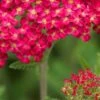 ACHILLEA 'Fanal' -Garden Plants achillea fanal 6160900