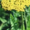 ACHILLEA Filipendulina 'Cloth Of Gold' -Garden Plants achillea filipendula cloth of gold 2