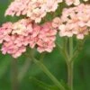 ACHILLEA 'Lachsschonheit' (Galaxy Series) -Garden Plants achillea lachsschonheit galaxy series 6160935