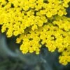 ACHILLEA 'Moonshine' -Garden Plants achillea moonshine 192305